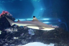 Killikus&reg; Fotographie